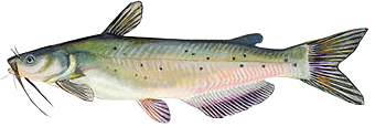 Channel Catfish