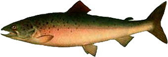лосось каспийский