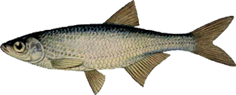 Уклейка (Alburnus alburnusi)