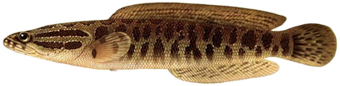 Змееголов (Channa argus)