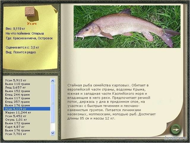 база паша где ловить база паша где ловить