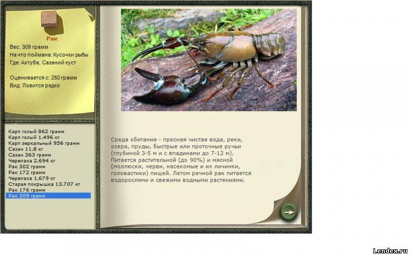 раки речные чем ловить раки речные чем ловить