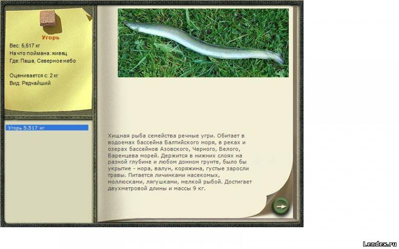 Угорь где ловить в русской рыбалке Угорь где ловить в русской рыбалке