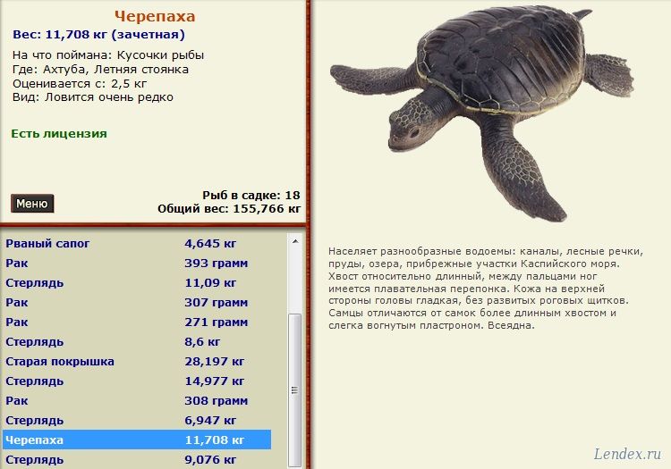 Список Магазинов Черепаха