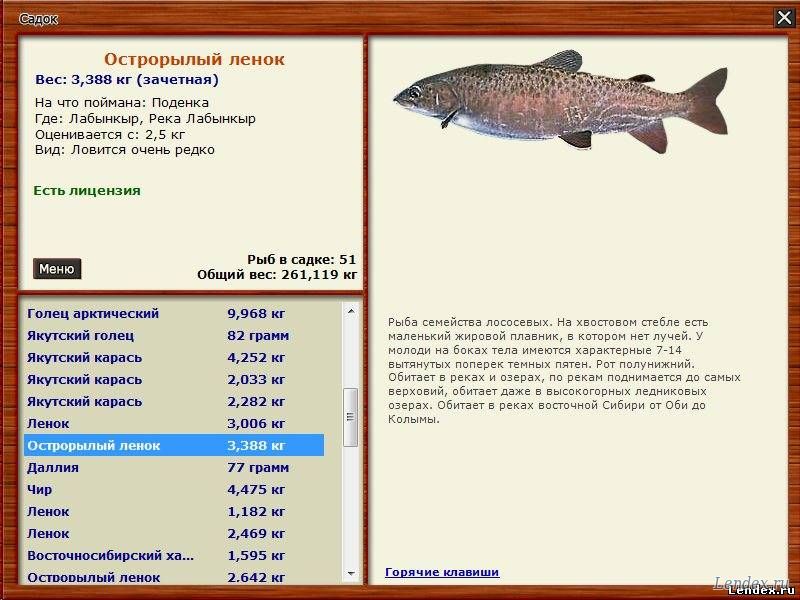 на какую наживку ловить рыбу на речке на какую наживку ловить рыбу на речке