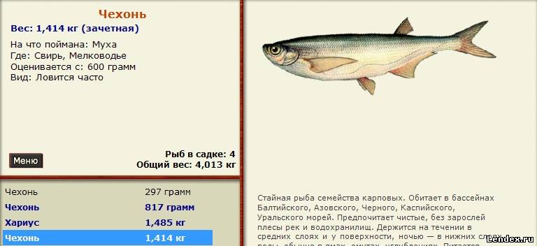 ловля чехони на что ловить ловля чехони на что ловить