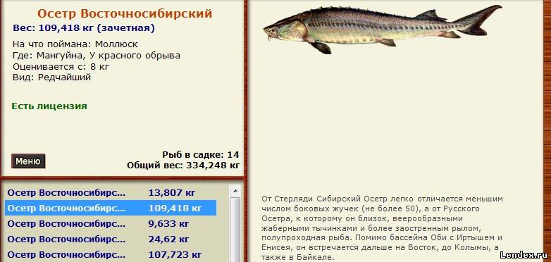 на что клюет рыба осетр на что клюет рыба осетр