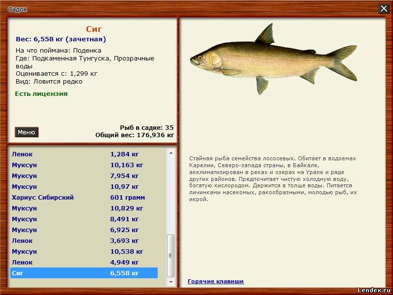 где ловить сига на лабынкыр где ловить сига на лабынкыр