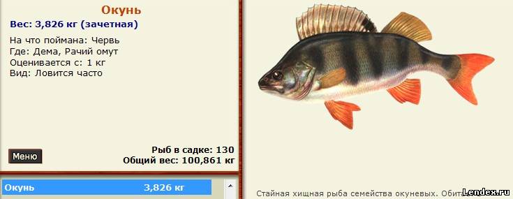 на что ловят окуня донка на что-то ловят окуня донка