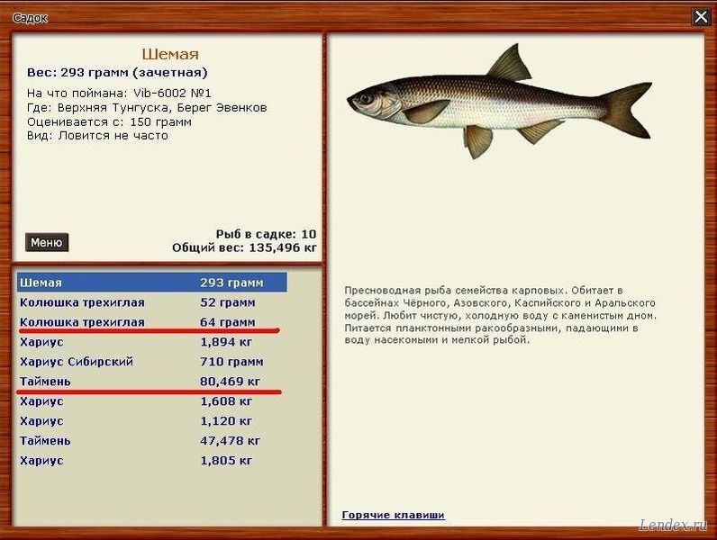 колюшка трехиглая русская рыбалка 3