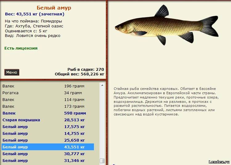 Сколько Стоит Белый Амур В Магазине