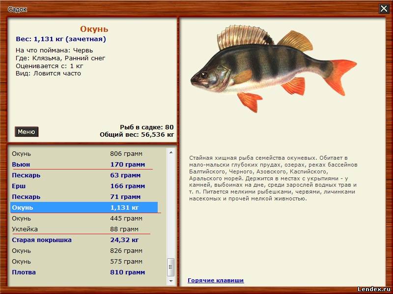 русская рыбалка клязьма