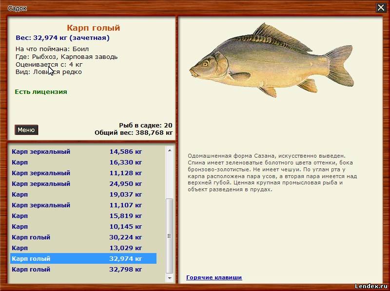 Сколько Стоит Килограмм Карпа В Магазине