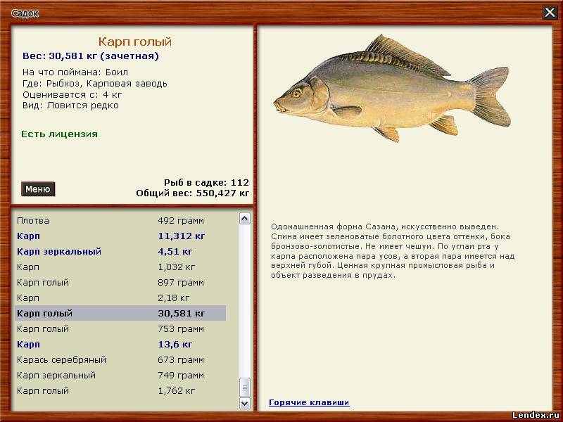 Когда ловить карпа: лучшее время и погода для ловли Когда ловить карпа: лучшее время и погода для ловли
