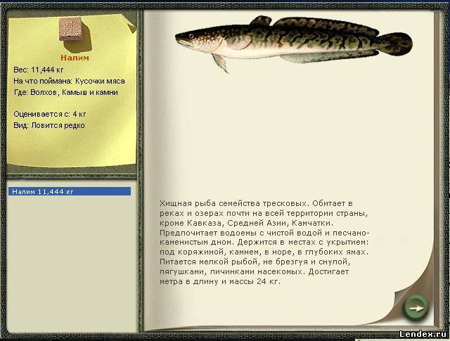 ловля хищника на кусочки рыбы ловля хищника на кусочки рыбы