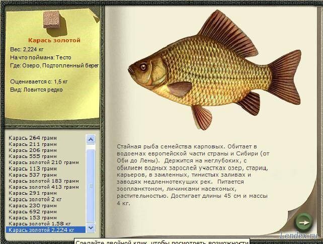 Как правильно сделать тесто для ловли карася Как правильно сделать тесто для ловли карася