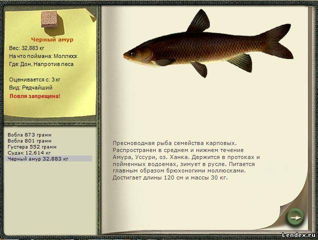 где и на что ловить белого амура на красивой мече где и на что ловить белого амура на красивой мече