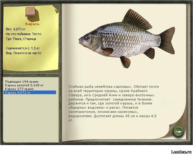 карась трется когда ловить карась трется когда ловить