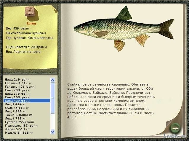 язь налим на что клюет язь налим на что клюет